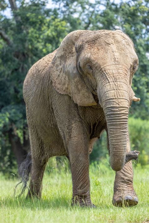 Meet Mundi Elephant Aid International