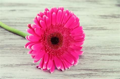 Premium Photo Beautiful Pink Gerbera Flower On Wooden Table