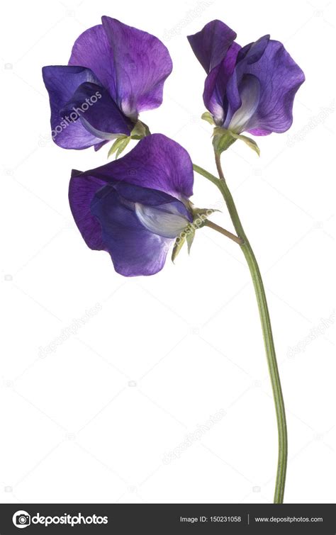 Sweet Pea Flower Isolated Stock Photo Vilor