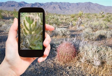 Premium Photo | Tourist shooting photo of cactus in mojave desert