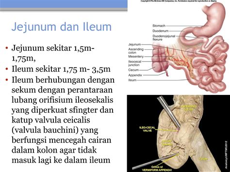 Anatomydigestivesystemanatomisaluranpptx
