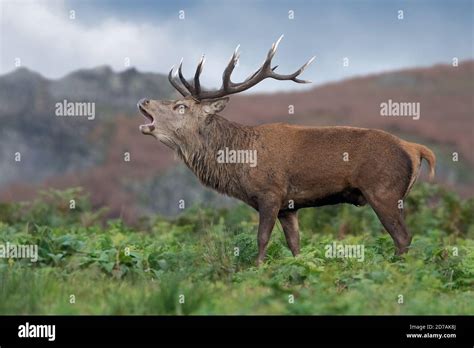 Red Deer Stag Cervus Elaphus Bellowingbolving For His Hinds In