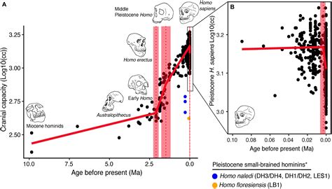 Frontiers When And Why Did Human Brains Decrease In Size A New