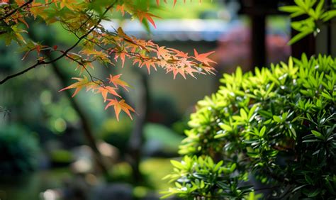 Japanischen Ahorn Kombinieren Ideen Tipps