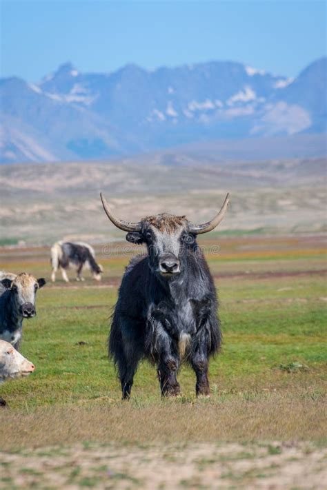 Male Yak In The Pasture Kyrgyzstan Stock Photo Image Of Hiking High