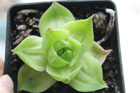 Haworthia Planifolia F Agavoides Sukkus