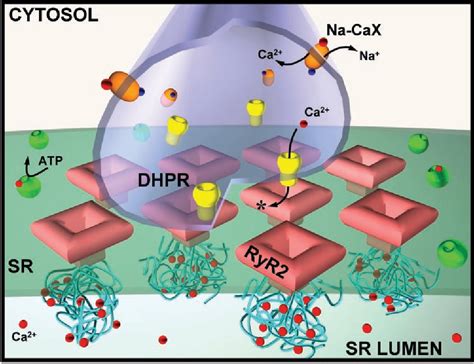 ryanodine receptor complex location | Semantic Scholar