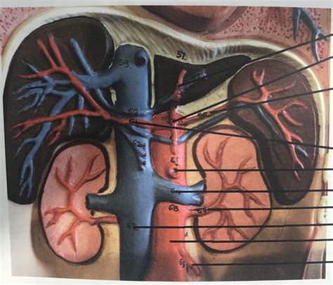 Anatomy Of Blood Vessels Part Lab Practical Diagram Quizlet