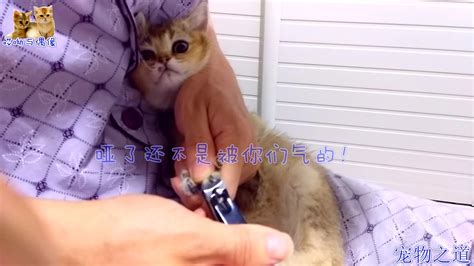 【宠物之道】主人给小猫剪趾甲，小猫：麻利点，别磨蹭，姐和足球有个约会 Youtube