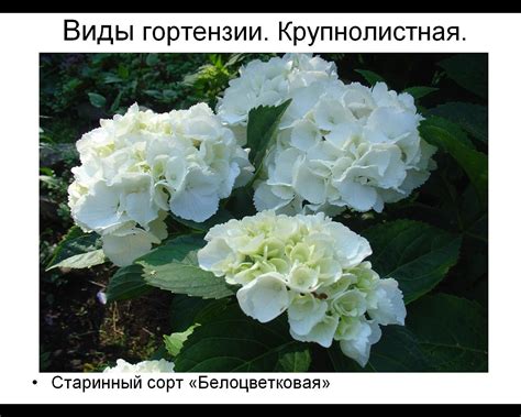 гортензии