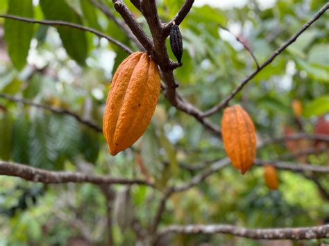 Close Up Of Unripe Mangoes · Free Stock Photo