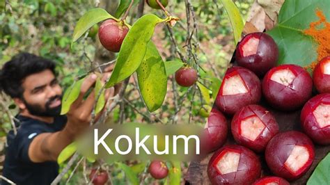 Konkan Special Kokum Kokum Tree Wildlife Forest Cooking