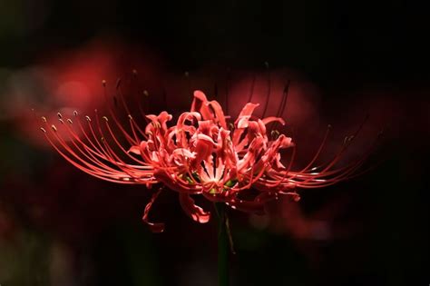 Hermoso lirio araña roja en el campo Foto Premium