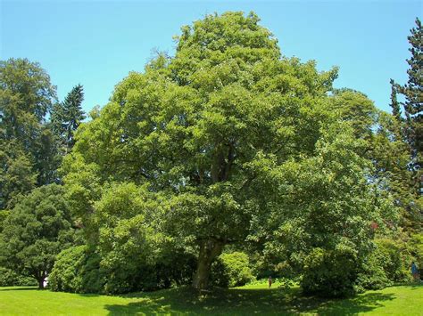 Acer Pseudoplatanus Pradairo Arce Blanco O Cami O Dos Faros