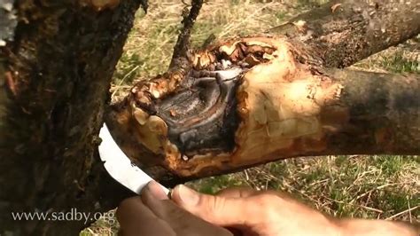 Заживляющая замазка для деревьев своими руками спасем сад от ран ...
