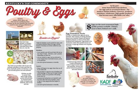 Learn About Poultry And Eggs — Teachkyag