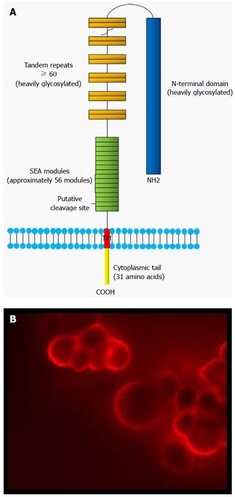 Pathobiological Role Of Muc Mucin Ca In Ovarian Cancer Much