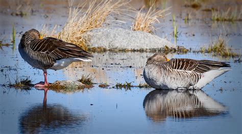 Greylag Geese Birds Free Photo On Pixabay Pixabay