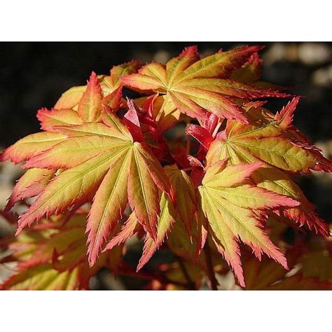 Acer Palmatum Orange Dream