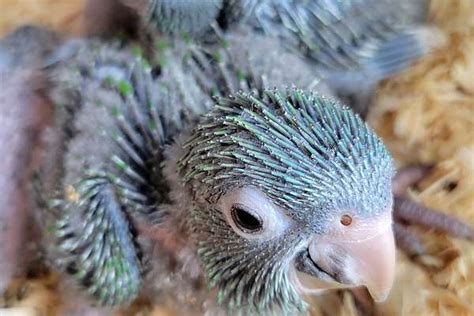 Sweet Baby Blue Crown Conures