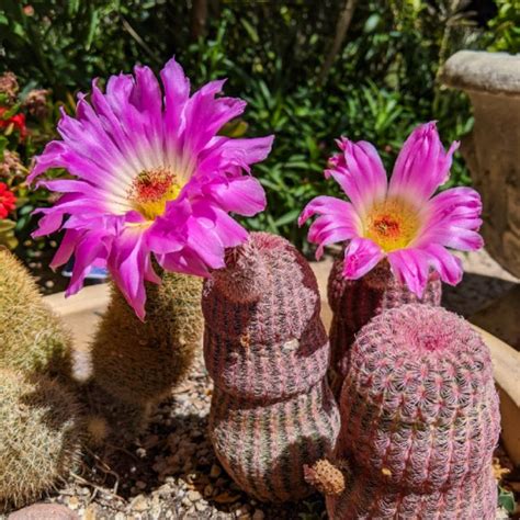 Echinocereus Rigidissimus Subsp Rubispinus Rainbow Hedgehog Cactus