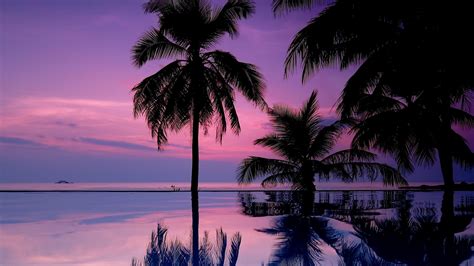 Wallpaper Palm Trees Night Silhouettes Hd Widescreen High Definition Fullscreen