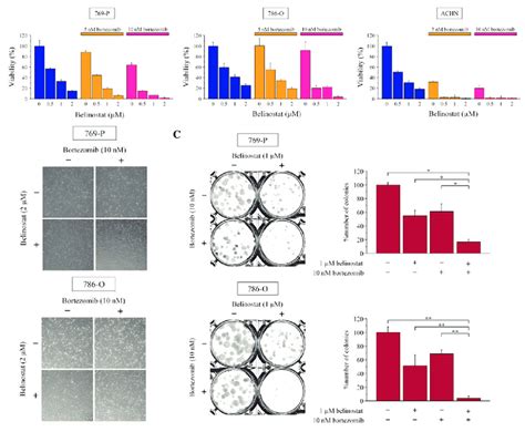 Bortezomib And Belinostat Kill Renal Cancer Cells A Mts Assay N6