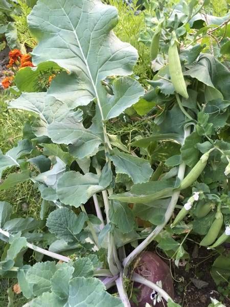 Botany Lab Of The Month Contrasting Brassica Plants In The Garden The Botanist In The Kitchen