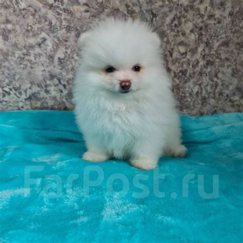 Померанский шпитц, мини, в наличии. Цена: 70₽ в Уссурийске