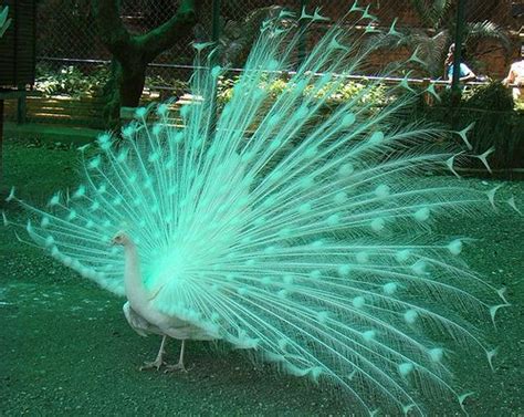 Rare Peacocks Flying Dancing White Peacock Peacock Flying Peacock