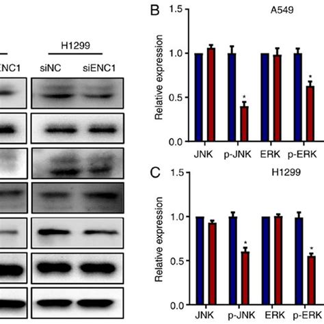 Downregulation Of Enc Affects The Jnk And Erk Pathways A C Effects