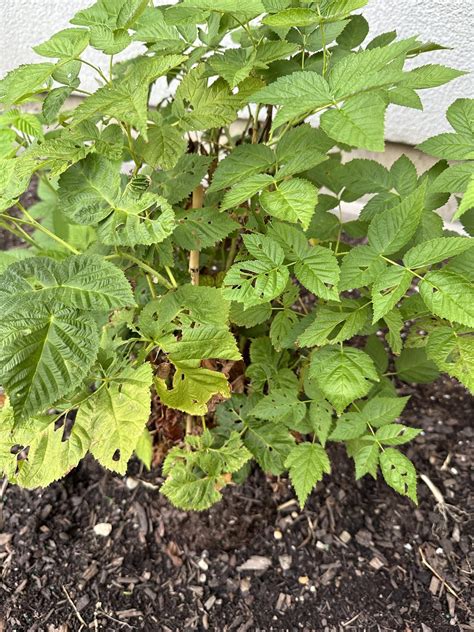 Raspberry Plants Rplantclinic