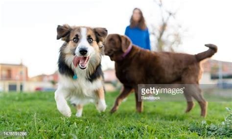 Smart Border Collie Photos And Premium High Res Pictures Getty Images