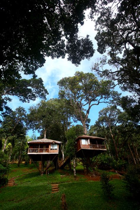 Munnar Tree House | Tree House Munnar Kerala | Tree House Kerala Munnar ...