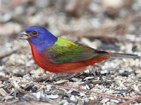 Painted Bunting