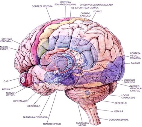 Sintético 97 Foto Mapa Del Cerebro Humano Y Sus Funciones Alta