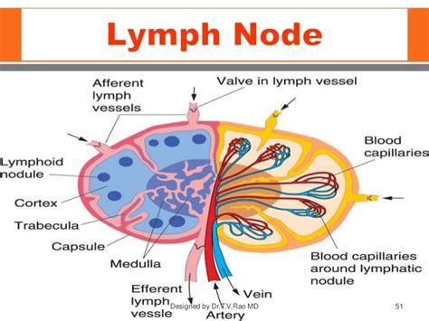 Function Of The Lymphatic Vessels