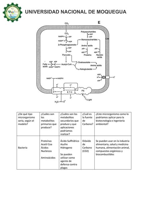 Metabolismo Microbiano Pdf