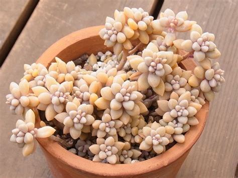 Graptopetalum Mirinae Crassula Succulent Succulent Bonsai Succulent