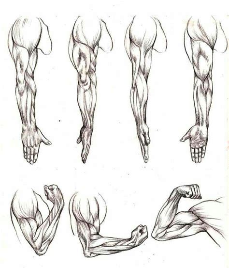 Pin On Journaling Human Anatomy Drawing Anatomy Sketches Anatomy