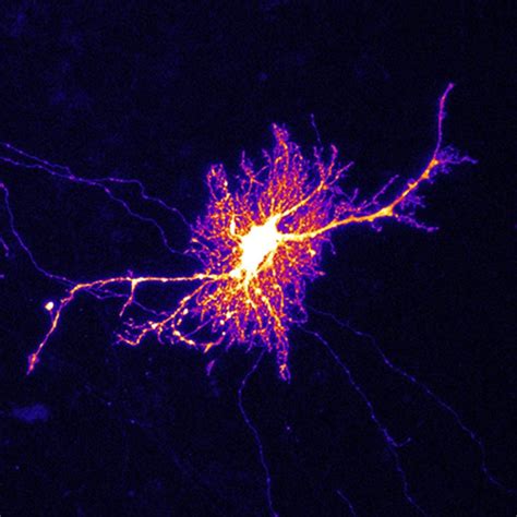 Astrocytes in the Brain Help Orchestrate Synaptic Activity in Learning ...