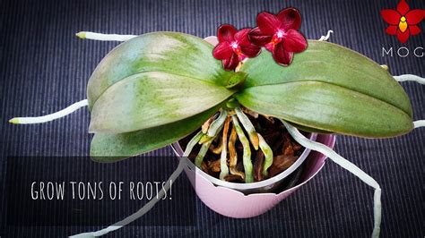 Missorchidgirl How To Promote New Roots On Orchids And Keep Them Healthy Orchid Care For