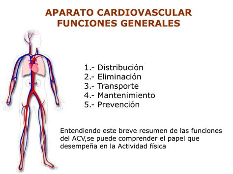 Ppt Aparato Cardiovascular Powerpoint Presentation Free Download