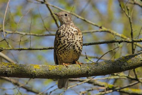 Mistle Thrush Turdus Viscivorus Britains Largest Songbir… Flickr