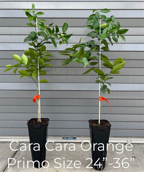 Cara Cara Sweet Semi-Dwarf Orange Tree