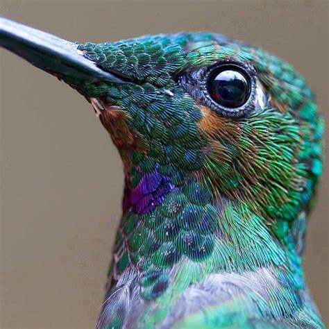 Hummingbird Close-Up