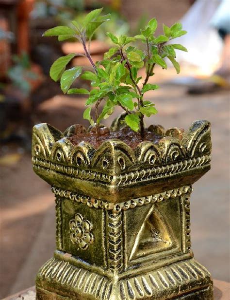 Vastu Shastra Tips To Welcome Good Fortune At Home Through Plants