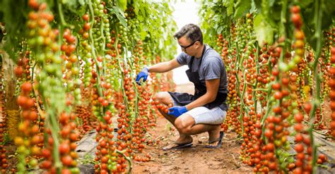 How To Grow Tomatoes In A Greenhouse