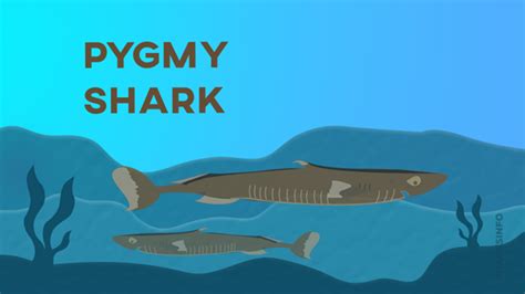 Pygmy Shark – sharksinfo.com