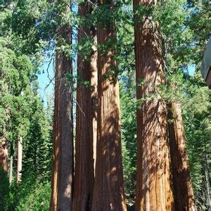 New Coast Redwood Tree Seeds 8 Seeds Fast Free Shipping US Residents ...